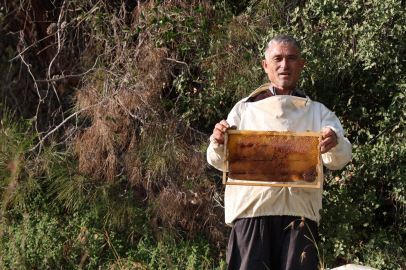 Kozan'da sıcak hava arıları kış uykusuna yatırmadı