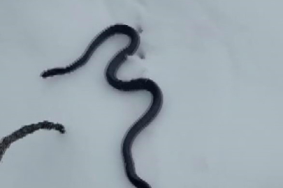 Tunceli'de kış mevsiminde görülen yılan paniğe neden oldu, peki kışın yılanlar neden çıkar? Yılanlar kış uykusundan neden uyanır?
