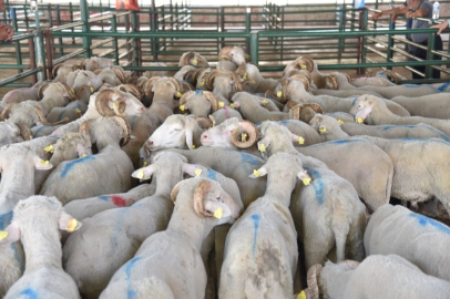 Manisalı üreticilere koç desteği başvuruları başladı