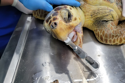 Antalya'da yaralı caretta caretta kurtarıldı