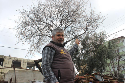 Hatay'da çiçek açan badem ağacı vatandaşları şaşırttı