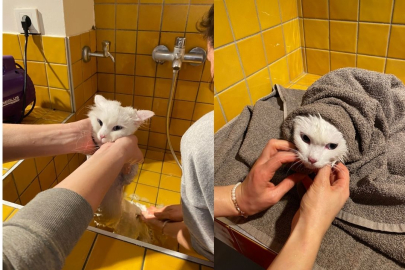 Kediler Yıkanır mı? Kedi Banyosu Nasıl Yapılır?