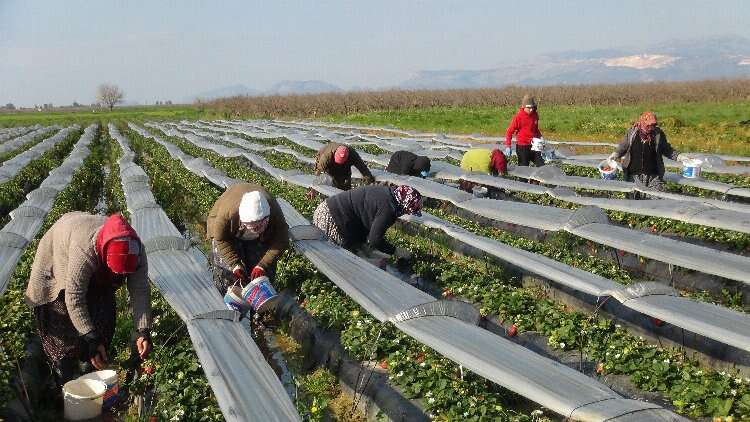 mersin çilek 