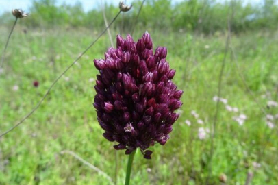 Faydaları ve kullanımıyla şaşırtıcı bitki Kapadokya soğanı: İşte Kapadokya soğanının faydaları