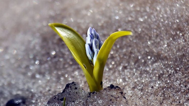 Baharın ilk müjdecisi cemre geldi 3
