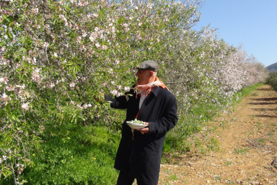 Mersin'in Silifke İlçesinde badem hasadı başladı