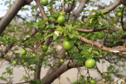 Mersin'de Temsili İlk Erikler Toplandı: İhracat için Kilosu 150 Dolar