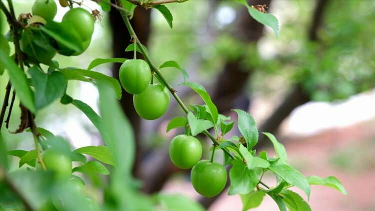 Bir Kilosu 150 Dolardan İhracatı Yapılacak Olan Erik İlk Mersin’den Geldi!