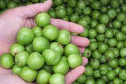 Bir Kilosu 150 Dolardan İhracatı Yapılacak Olan Erik İlk Mersin’den Geldi!