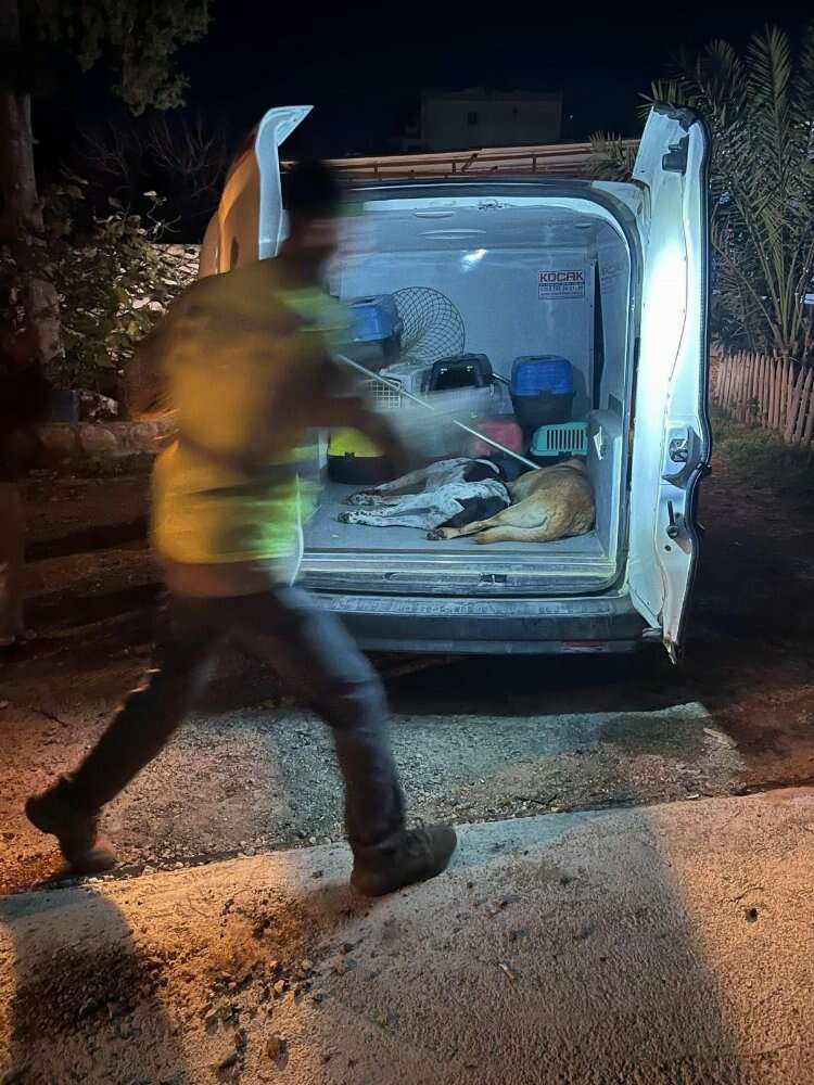 kedi ve köpekler zehirlendi