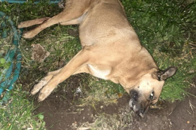 Bodrum'da kedi ve köpekler zehirlendi