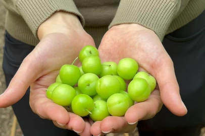 Bursa'da İznik İlçesinde üretilen eriğin kilosu rekor kırıyor