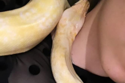 Antalya'da apartman içinde bulunan 1.5 metrelik pitona el konuldu