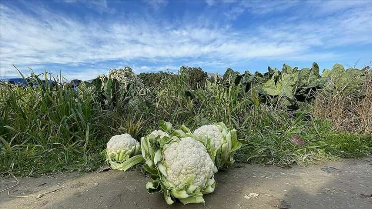 Şubat ayında İstanbul’da en çok karnabaharın fiyatı arttı