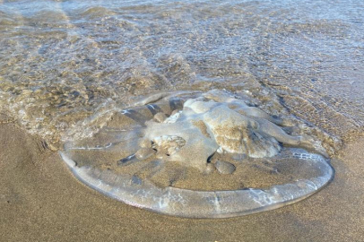 Hatay'ın Samandağ İlçesinde yüzlerce ölü denizanası sahili kapladı