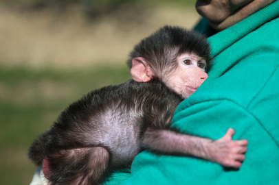 Mersin'deki Tarsus Doğa Parkı'nda kuvözde biberonla beslenen babun yavrusunun  doğal ortama alışması için özel bakım görüyor