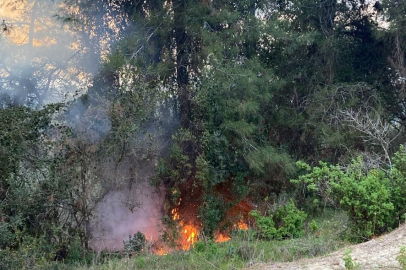 Eymir Gölü yakınlarındaki ormanlık alanda yangın çıktı