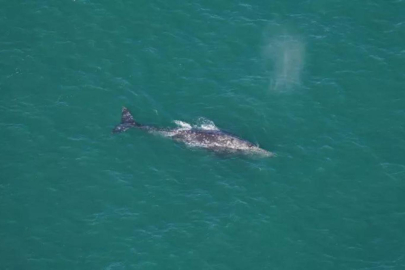 Atlantik Okyanusu'nda 200 yıl sonra kaybolan gri balina türü görüldü