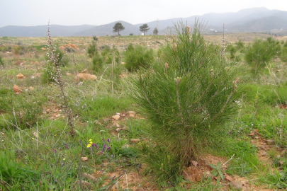 Mersin Orman Bölge Müdürlüğü: Son 3 Yılda 12 Bin 946 Hektar Ormanlık Alan Yeniden Ağaçlandırıldı