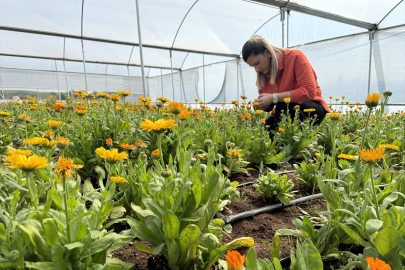 Ziraat mühendisi kadın, devlet desteğiyle aynısefa serası kurdu