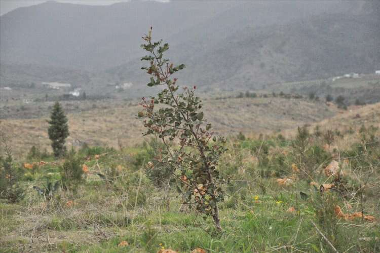 Mersin Orman Bölge Müdürü Mustafa Yalçın