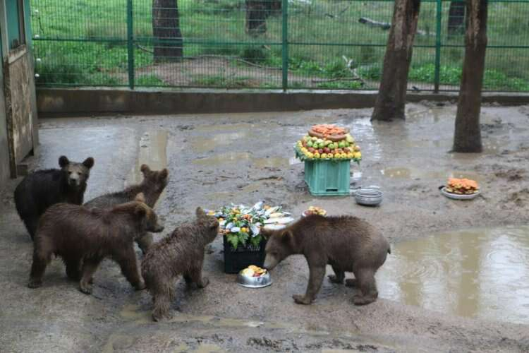 Ovakorusu Ayı Yaşam Merkezi