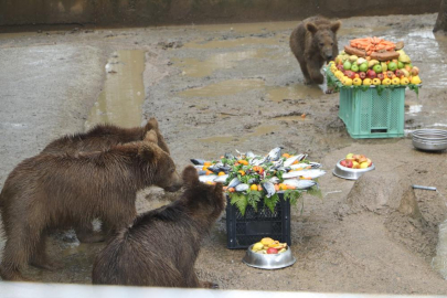 Bursa ve Giresun'da bulunan yavru ayılar için ilk doğum günü kutlaması