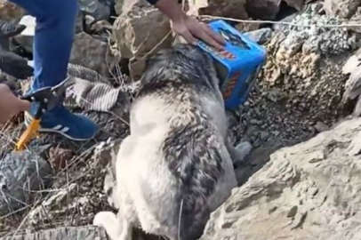 Elazığ'da tenekeye sıkışan köpek, itfaiye ekipleri tarafından kurtarıldı