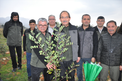 Mersin'de yanan ormanlık alanlara 79 türde fidan dikildi