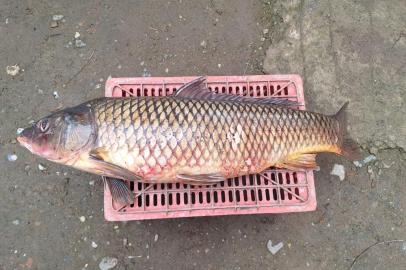 İznik'te 10 yılın ardından ilk kez 25 kiloluk sarı balık yakalandı