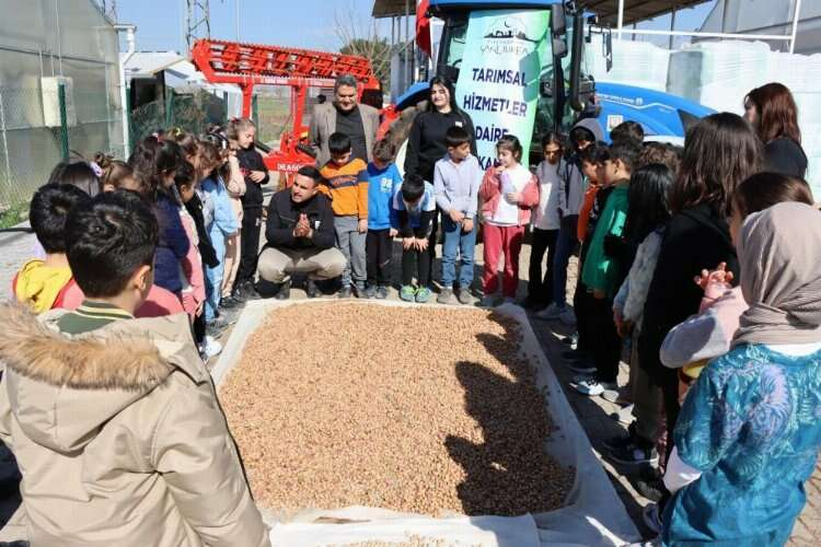  fıstık tohumu şanlıurfa 
