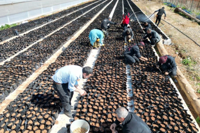 Şanlıurfa'nın tescilli ürünü "Keten Köyneği Fıstığı", minik öğrencilerin ellerinde toprakla buluştu