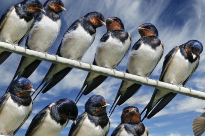 Baharın müjdecisi kırlangıçlar gelmeye başladı