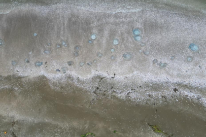 Akdeniz kıyılarında etkili olan denizanası istilası Erzin Sahilini de etkiledi