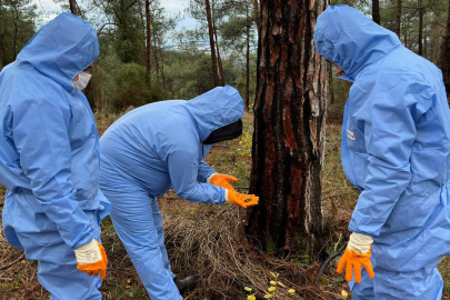 Hatay'ın ormanları, terminatör böceklerle korunuyor