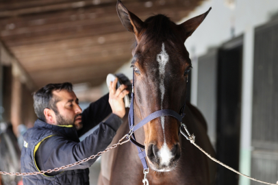 At otelinde hazırlanan değerli atlar, Antalya'da engel atlama yarışlarına katılmaya hazırlanıyor