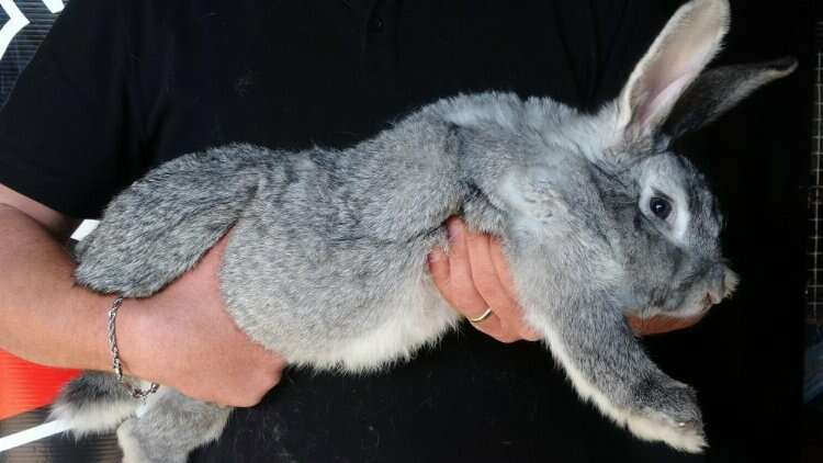 Çukurova Üniversitesi