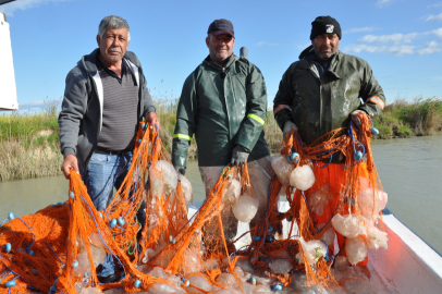 Akdeniz'de avlanan balıkçıların ağları ölü göçmen denizanalarıyla doldu
