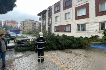 Antakya'da kuvvetli fırtına sonucu ağaç yola devrildi