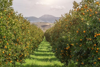 Antalya'da narenciye bahçelerine faydalı böcek salındı
