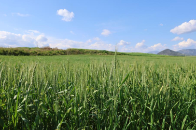 Kozan'da buğday hasadı öncesi biçerdöver hazırlıkları başladı