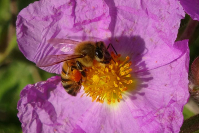 Mersin'de polen hasadı başladı
