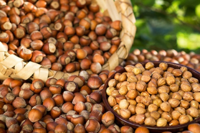 Türkiye'nin 2024 yılı fındık ihracatında artış yaşandı