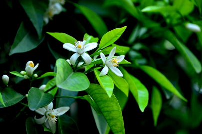 Adana'da Portakal Çiçeği Karnavalı hazırlıkları başladı