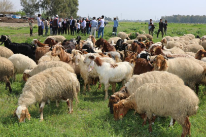Adana'da meralarda ilkbahar otlatma sezonu başladı