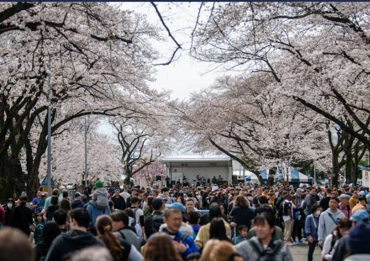 SAKURA FESTİVALİ