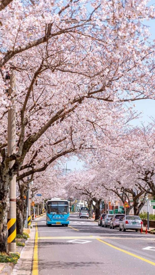 sakura çiçeği