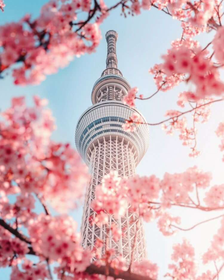 sakura festivali