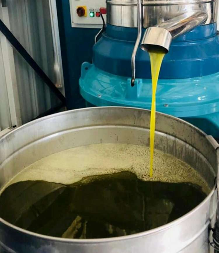 MERSİN ZEYTİNYAĞI 