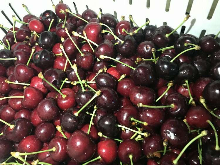 Türkiye kirazda rekor peşinde: 2024 Hasadı bir hafta önce başladı! 2